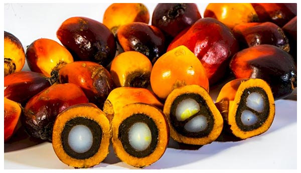 IndoPalma